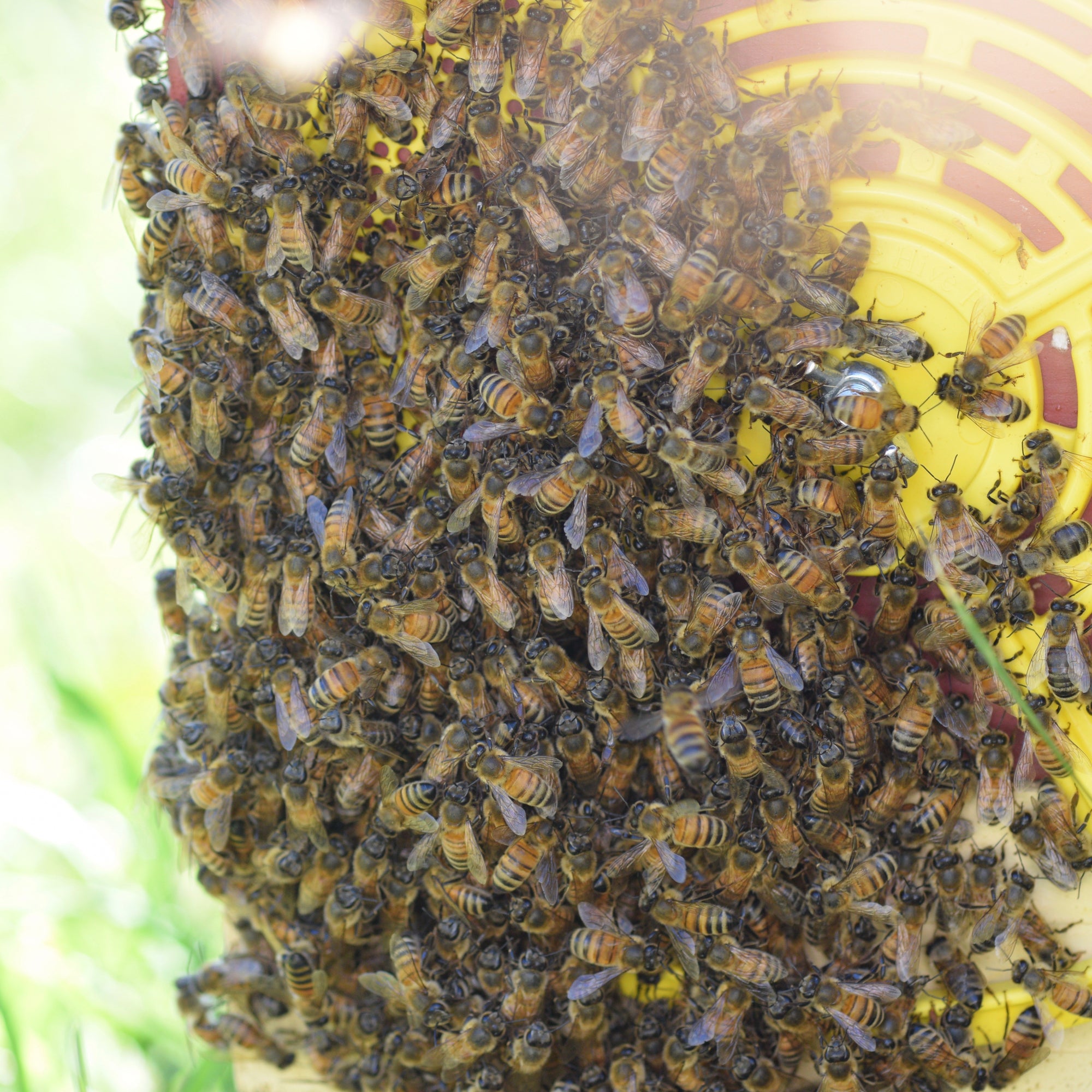 Treatment Free Beekeeping