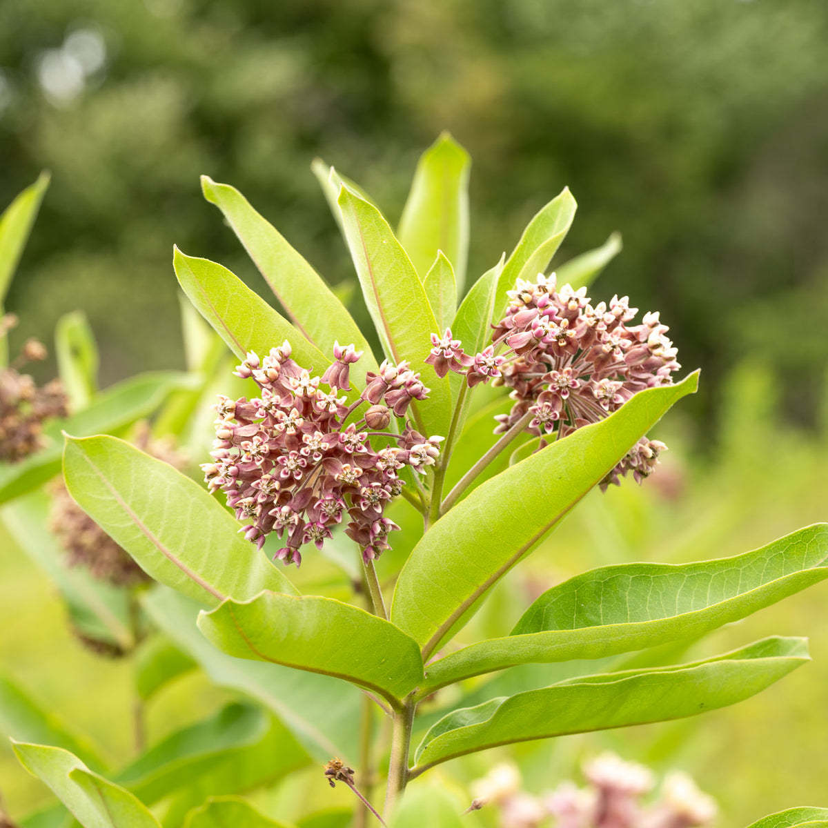milkweed candle