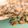 Vermont Honey
